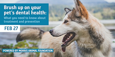 Brush up on your pet's dental health: What pet owners need to know primary image