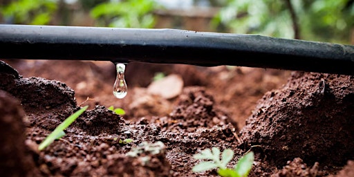 Hauptbild für Drip Irrigation 101: How to Install a Drip Irrigation System