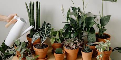 Class: Houseplants, Exploring & Enhancing your collection with Varieties!