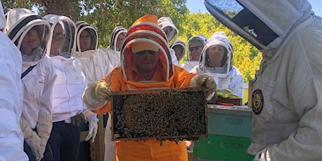 Beginning Beekeeping: The Basics and Mid-Season Colony Health primary image