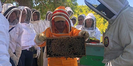 Imagem principal do evento Beginning Beekeeping: The Basics and Mid-Season Colony Health