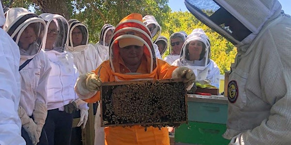 Beginning Beekeeping: The Basics and Mid-Season Colony Health