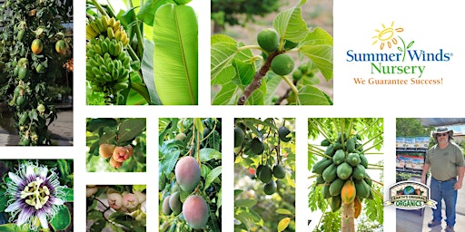 Growing Tropical Fruits in the Desert - with Tony Sarah (Phoenix Store)