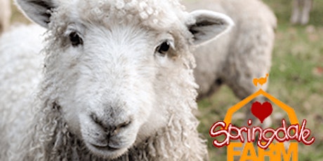 Roc City Rotary: Volunteer at the Sheep Shearing Festival