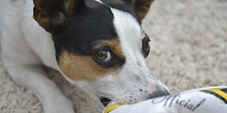 Hauptbild für Tierfotografie - eigenen Hund fotografieren