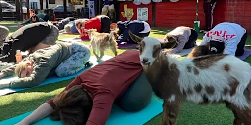 Goat Yoga Houston At Little Woodrows EADO location