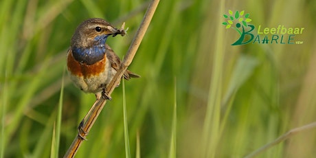 Hauptbild für Vroegmorgenzangtocht in de Keuzemeersen met vogelkenner Geert Spanoghe