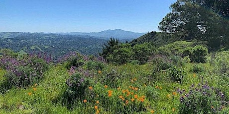 Tilden Wildflowers, Native Plants, and More