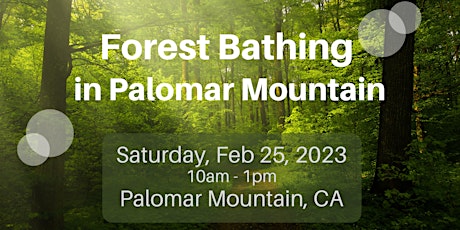 Forest Bathing in Palomar Mountain