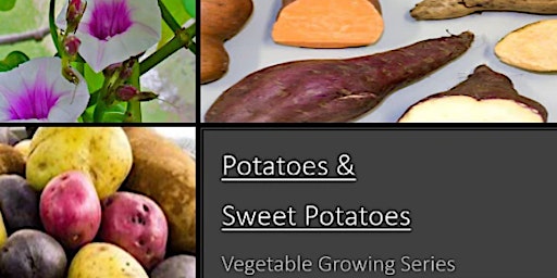 How to Grow  Potatoes & Sweet Potatoes