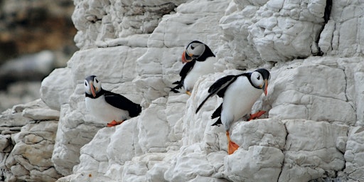 Primaire afbeelding van Home Education Connection - Seabird Spectacular