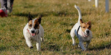 Le divertenti corse amatoriali per i vostri amici cani