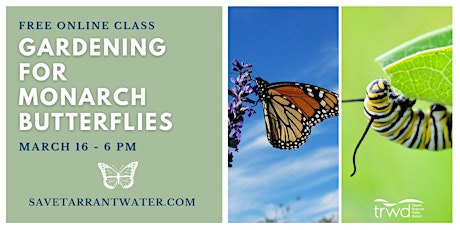 Gardening for Monarch Butterflies