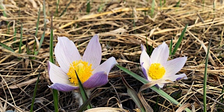 Hauptbild für Flowers in Bloom - Spring Photo Walk