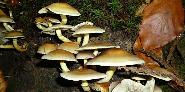 Fungi Foray