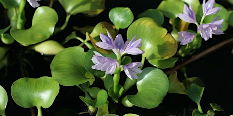 Heartland CISMA's Annual Central Florida Invasive Species Workshop primary image