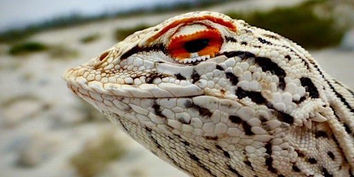 How Fringe-toed Lizards Help Conservation in the Coachella Valley primary image