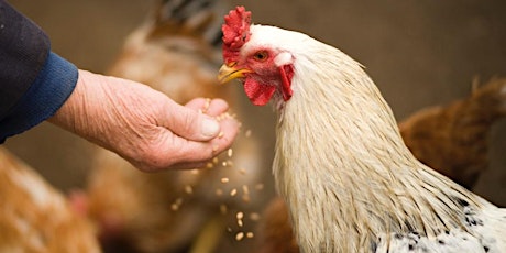 Backyard Flock Series - Beginner Backyard Poultry