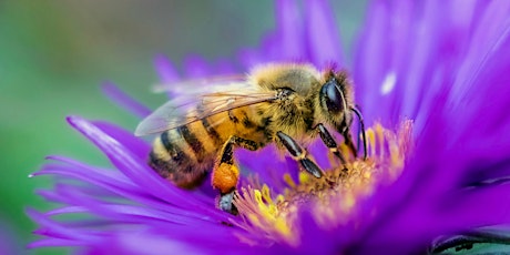 Primaire afbeelding van Bee a Pollinator! - Build a Bee Hotel (Children/ Families)