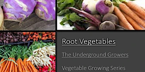 Root Vegetable Growing- Underground Growers in the Vegetable Garden