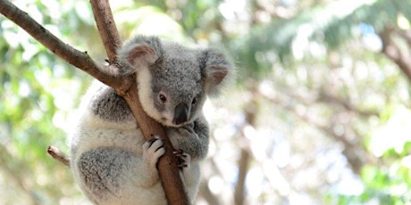 Thornlands Koala Tree Community Planting