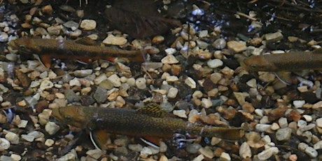 Marden Creek Stream Restoration with Speed Valley Trout Unlimited (July 28) primary image