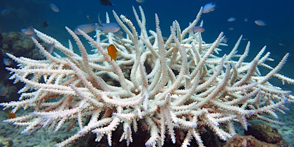 Workshop 1: Interventions to Increase the Resilience of Coral Reefs