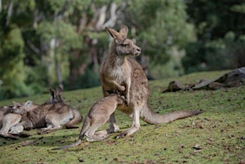 Kangaroos in the Backyard - Breakfast with the Wildlife