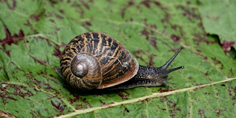ERCCIS Land Snail Identification Workshop primary image