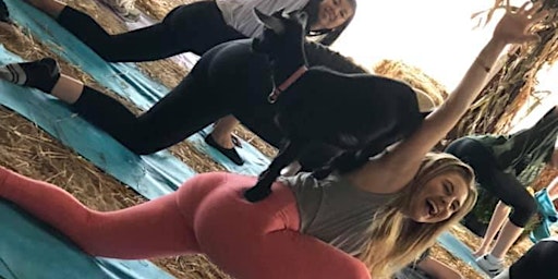 Goat Yoga at 311 Wine House and Beer Garden - St. Peters, MO