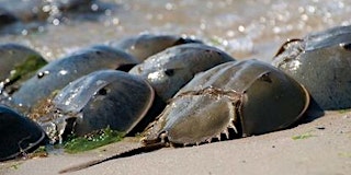 Image principale de Horseshoe Crab Discovery Walk at Plumb Beach