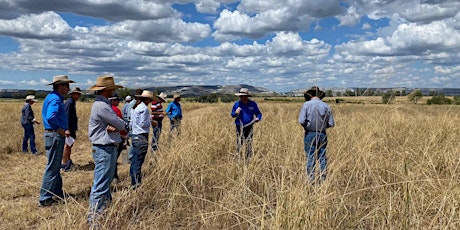 Pasture dieback field day - Moura primary image