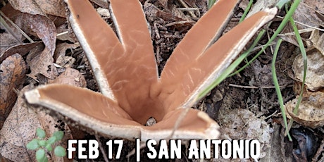 Texas Star Mushroom Walk in San Antonio