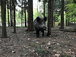 Primaire afbeelding van Schwarzwildgatter - Übungstag für Hunde