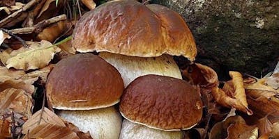 I funghi porcini e lo Chef de La prova del Cuoco - Una cena con i prodotti della Val di Taro I funghi porcini e lo Chef de La prova del Cuoco - Una cena con i prodotti della Val di Taro