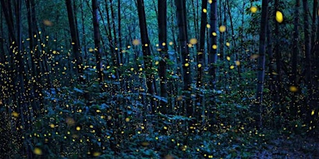 Immagine principale di Fireflies: the magic night in the Caffarella Valley   