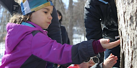 Tis the season! Lambing and Maple Sugaring