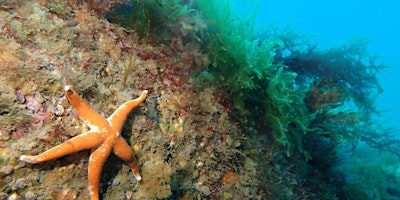 Imagem principal de South West Marine Ecosystems Conference 2024