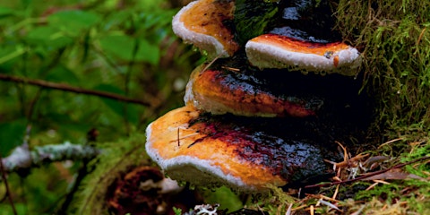 Mushroom Essences: Energetic medicine from the fungi kingdom