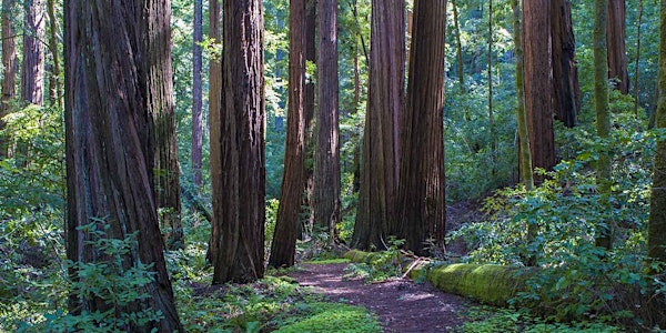 GSM Alumni Hike | Big Basin Redwoods State Park 