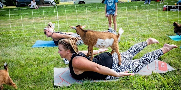 Goat yoga @ Ray Schon Park Glen Carbon