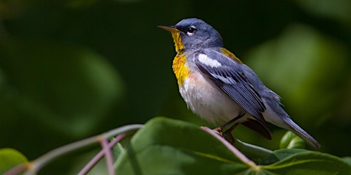 Birding Hike at Timberland Park (Natchez Trace Parkway)