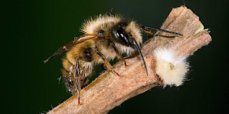 Create a Mason Bee Habitat