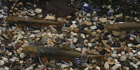 Hanlon Creek Stream Restoration with Speed Valley Trout Unlimited primary image