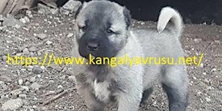 SATILIK KANGAL-KANGAL FİYATLARI-KANGAL YAVRUSU-DİRİLİŞ KANGAL ÇİFTLİĞİ primary image