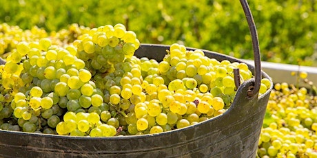The Grape Series: Chardonnay (Online) primary image