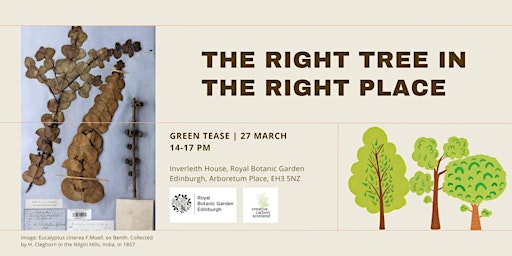 Green Tease: The right tree in the right place