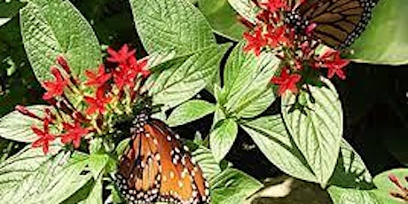 6-10-2023  Creating a Butterfly Garden