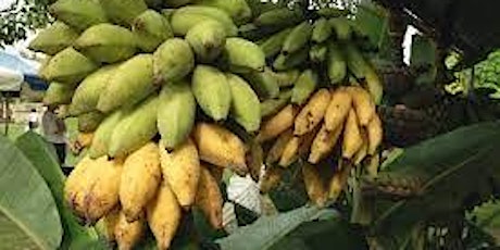 6-20-2023  Growing Bananas in Pasco County