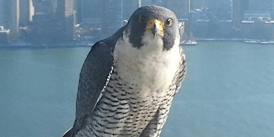 Imagen principal de NJ Audubon Raritan Bay Waterfront Park Bird Walk